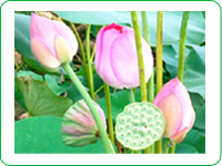 蓮の花・実
